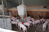 Schweine PigPort