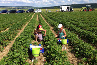 Erbeeren kann man an vielen Stellen in Rheinland-Pfalz selbst pflücken.