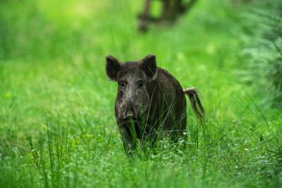 Wildschwein auf grüner Wiese.