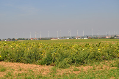 Eine Blühfläche im Vogelschutzgebiet Flomborn/Ilbesheim