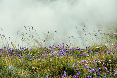 Blumenwiese