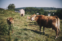 Tiere auf der Weide