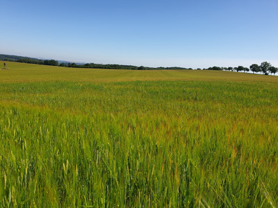 Sommergerstenfeld