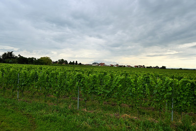 Reben bei Wachenheim