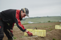 Bis zum 24. Juni wird vor allem in der Pfalz und Rheinhessen Spargel geerntet.