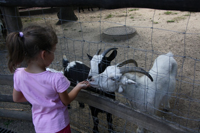 Wann bedarf es einer Erlaubnis gemäß § 11 Tierschutzgesetz?