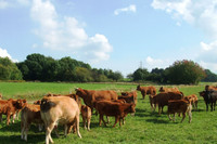 Mutterkühe auf grüner Wiese