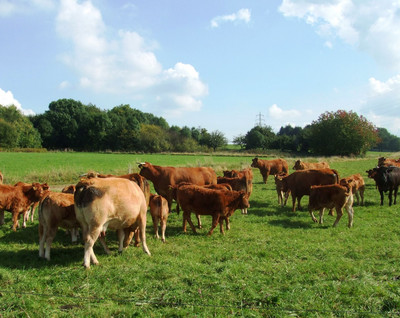 Mutterkühe auf grüner Wiese