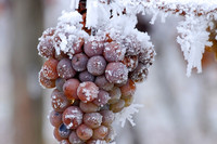 Im Vergleich zum vergangenen Jahr ist die Risikobereitschaft der Winzer viel höher, einen Teil ihrer Trauben für die Eisweinlese 2018 hängenzulassen