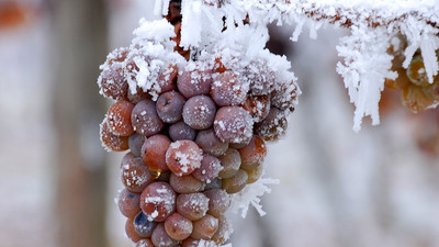 Bis zum 15. November kann die Eisweinernte angemeldet werden.